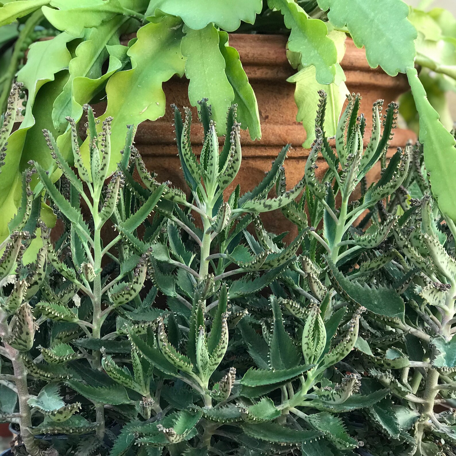 devils backbone plant kalanchoe devils backbone plant kalanchoe