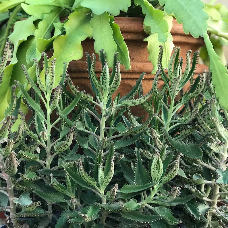 devils backbone plant kalanchoe devils backbone plant kalanchoe