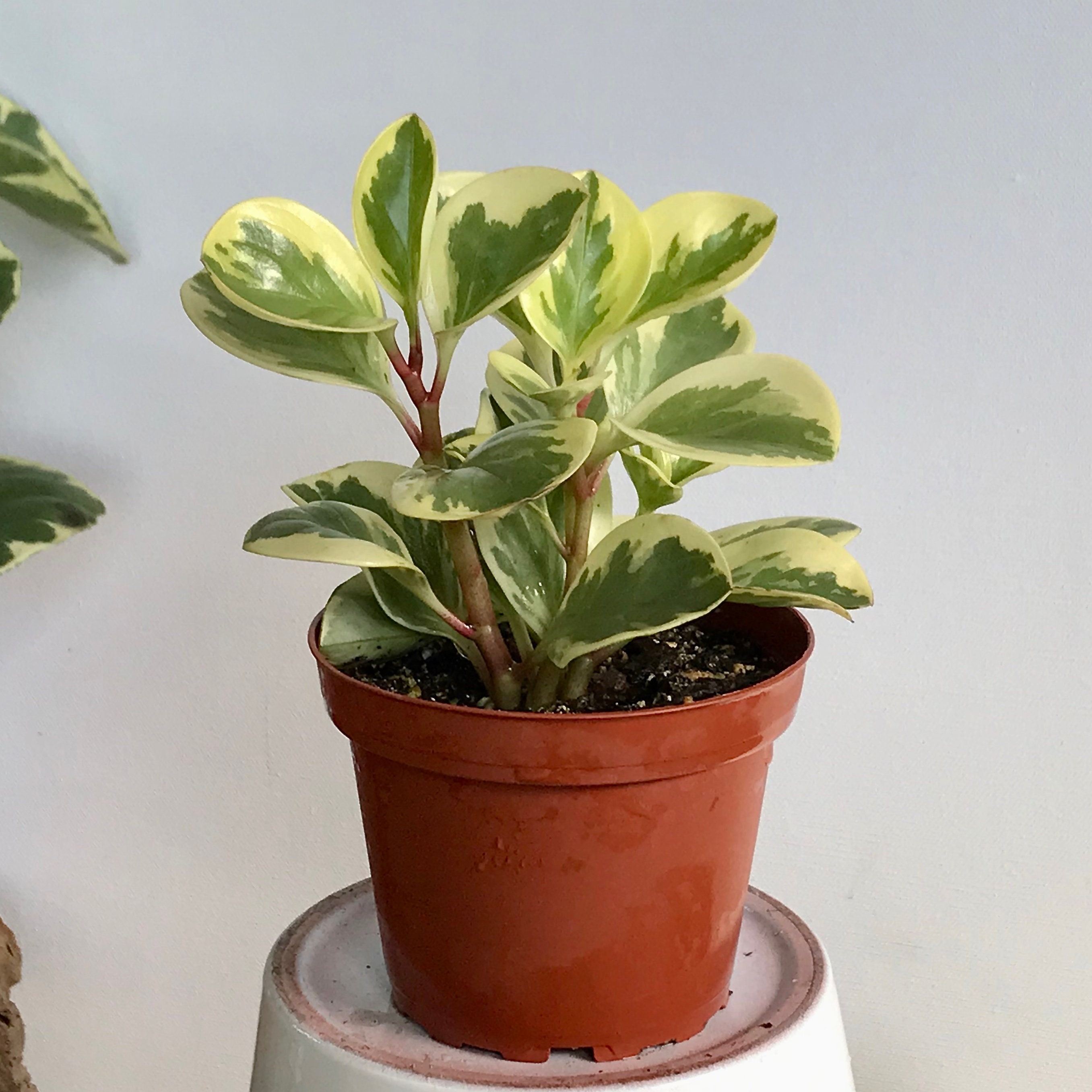 ships in 4 pot Peperomia Marble ships in 4 pot Peperomia Marble
