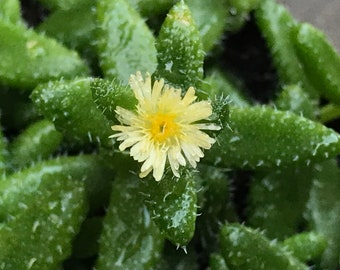 Delosperma echinatum Pickle Plant Unrooted Succulent Plant Cuttings