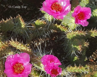 Opuntia Candy Top Unrooted Cactus Pad Plant Cutting