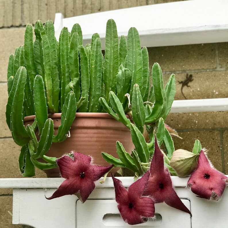 Stapelia grandiflora Star Fish Flower, Carrion Flower, Starfish Cactus, Unrooted Succulent Cuttings image 3