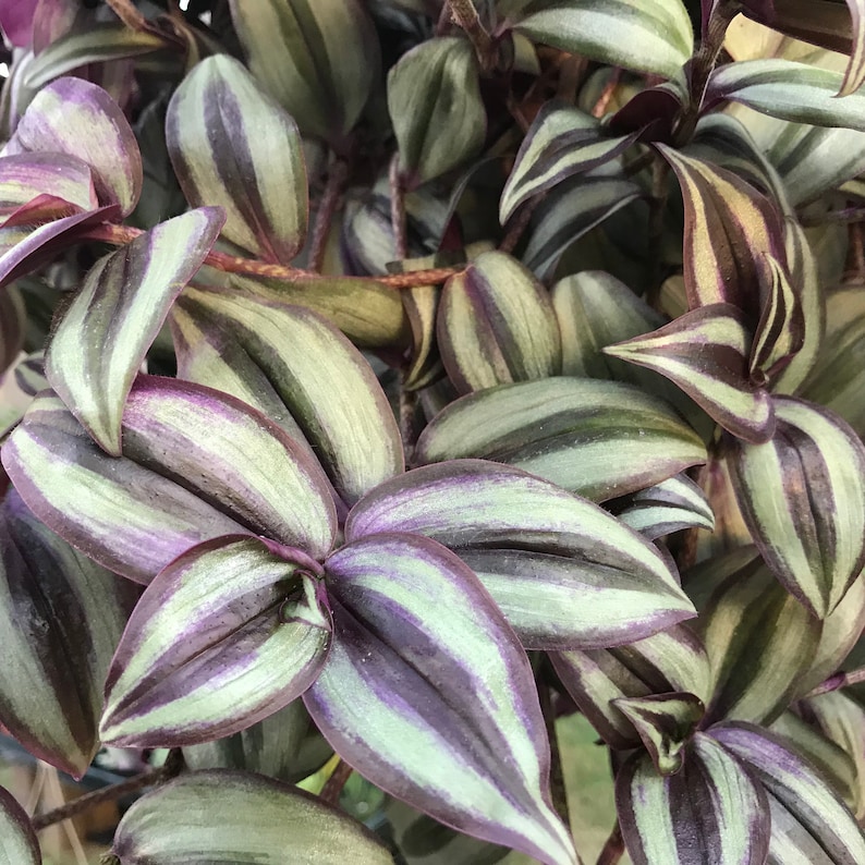 Tradescantia zebrina Silver Inch Plant Wandering Jew Plant