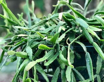 Rhipsalis micrantha Succulent Plant Cuttings