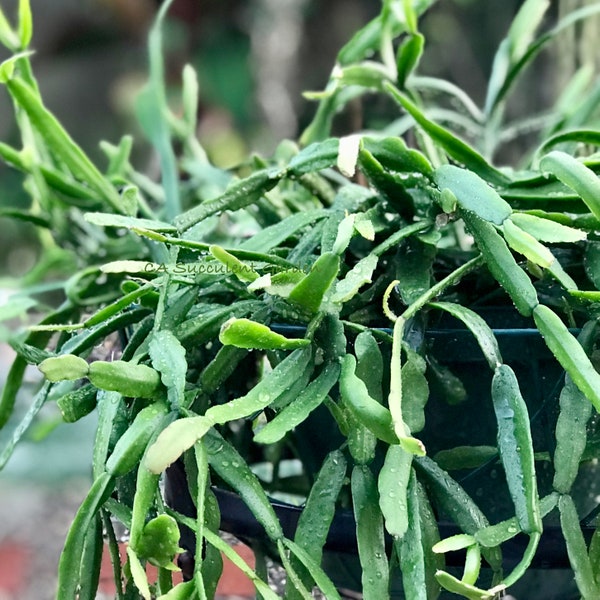 Rhipsalis micrantha Succulent Plant Cuttings