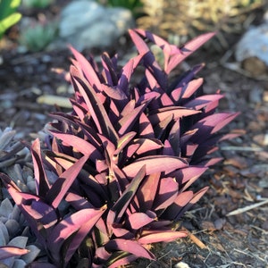 Tradescantia pallida, Purple Secretia, Purple Heart, Purple Queen Unrooted Plant Cuttings image 3