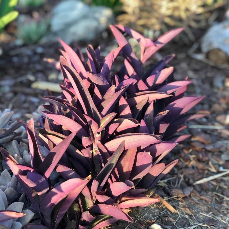 Tradescantia pallida, Purple Secretia, Purple Heart, Purple Queen Unrooted Plant Cuttings image 3