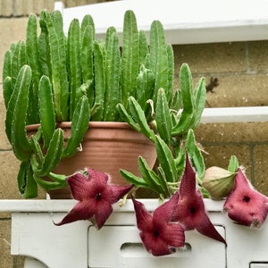 Stapelia grandiflora Star Fish Flower, Carrion Flower, Starfish Cactus, Unrooted Succulent Cuttings image 4