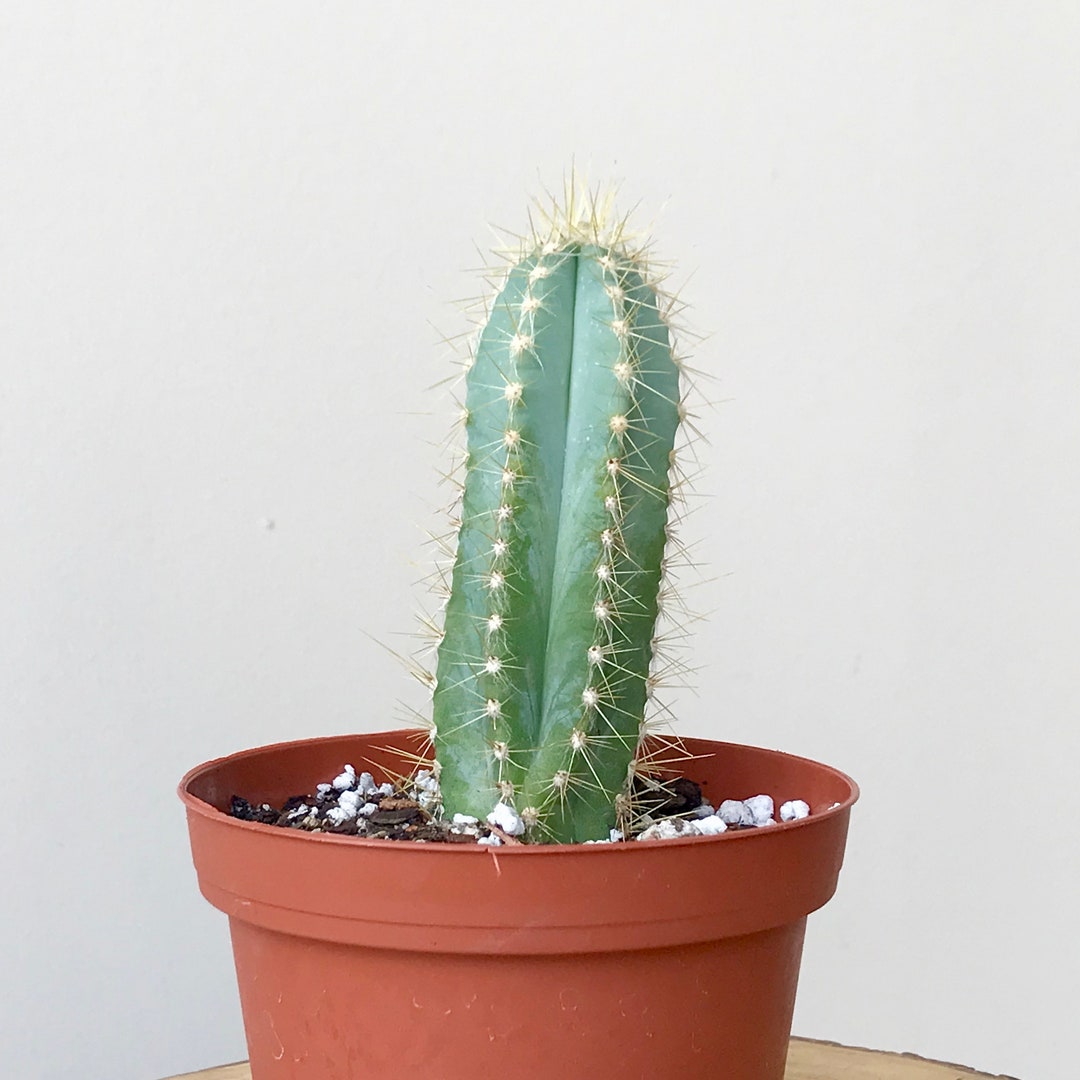 Blue Torch Cactus Pilosocereus Azureus Well-rooted Plant - Etsy