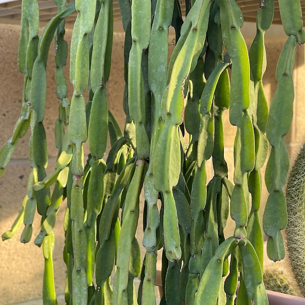 Rhipsalis paradoxa Chain Cactus Unrooted Succulent Plant Cuttings