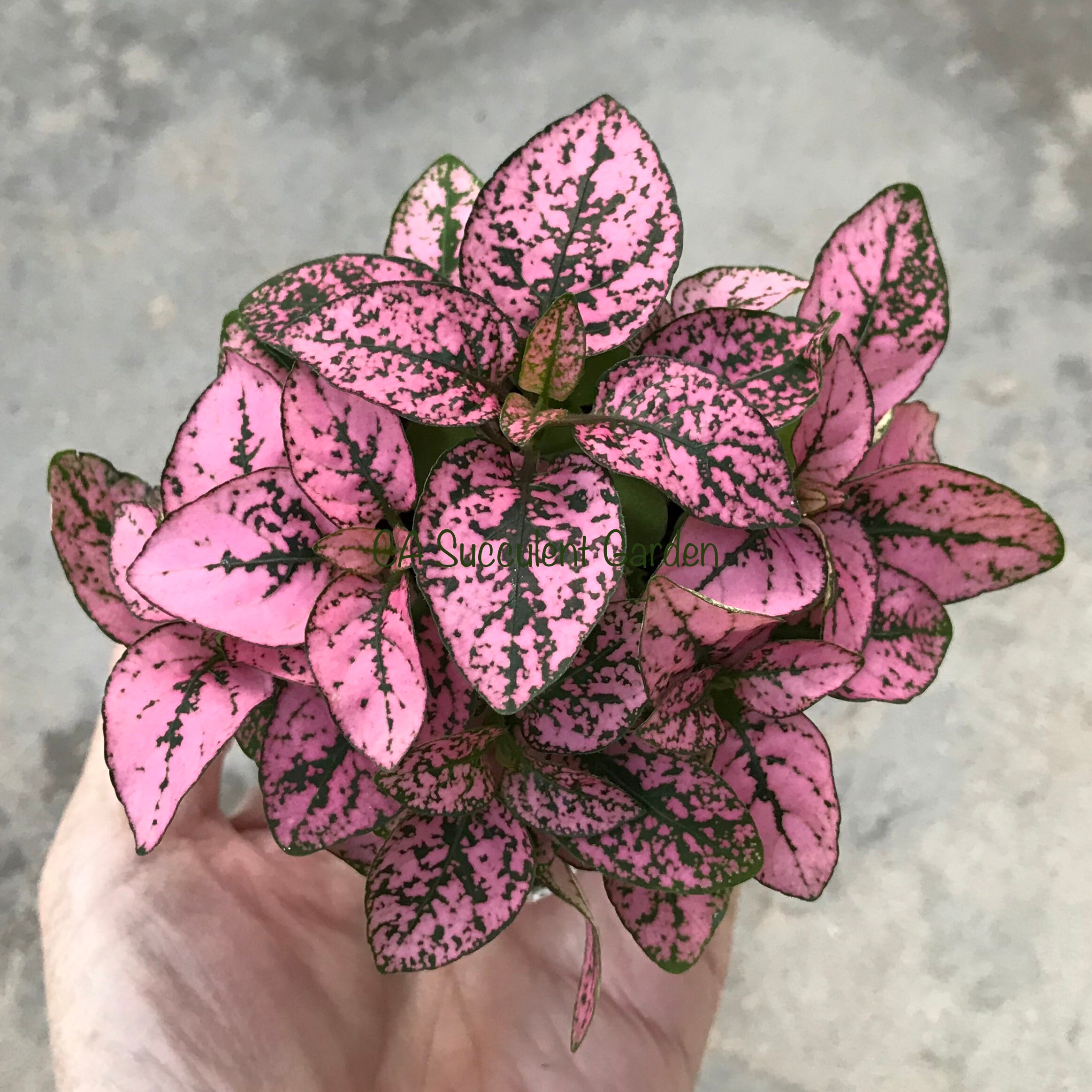 Polka Dot Plant Hypoestes Phyllostachya Pink Splash Freckle Etsy