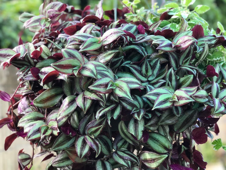 Tradescantia zebrina Silver Inch Plant Wandering Jew Plant | Etsy