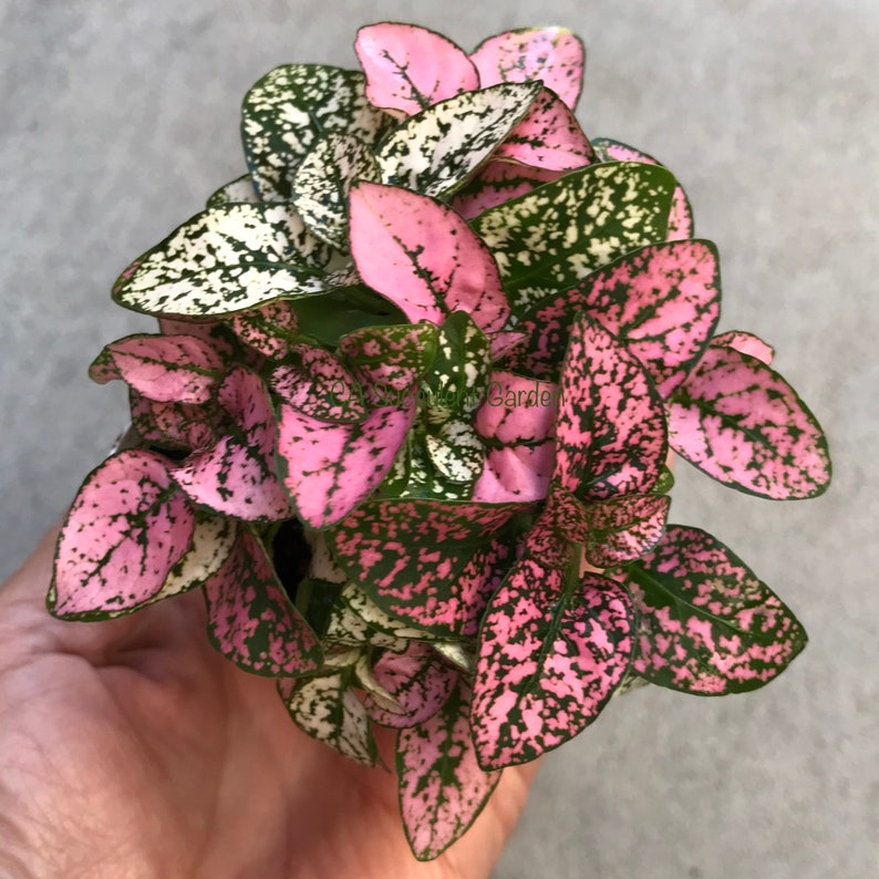 Polka dot plants Hypoestes phyllostachya Pink &amp; White