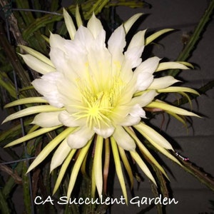 Selenicereus grandiflorus Queen of the night, Jungle Cactus, Lunar Flowers 3x 6 Unrooted Succulent Cuttings image 1