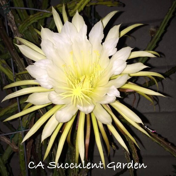 Selenicereus Grandiflorus Reine De La Nuit Cactus De La Etsy France
