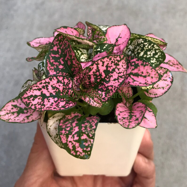 Polka dot plants Hypoestes phyllostachya Pink & White Polka dot plants Hypoestes phyllostachya Pink & White