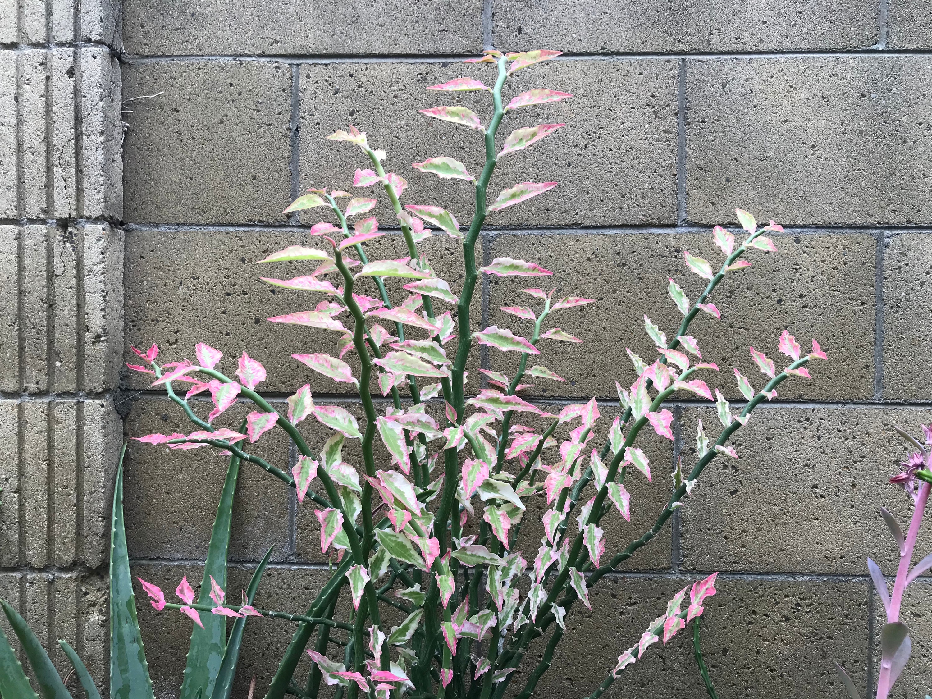 donkey tails succulent Sedum Burrito