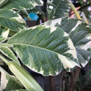 Variegated Brugmansia Angel's Trumpet Unrooted Plant Cuttings