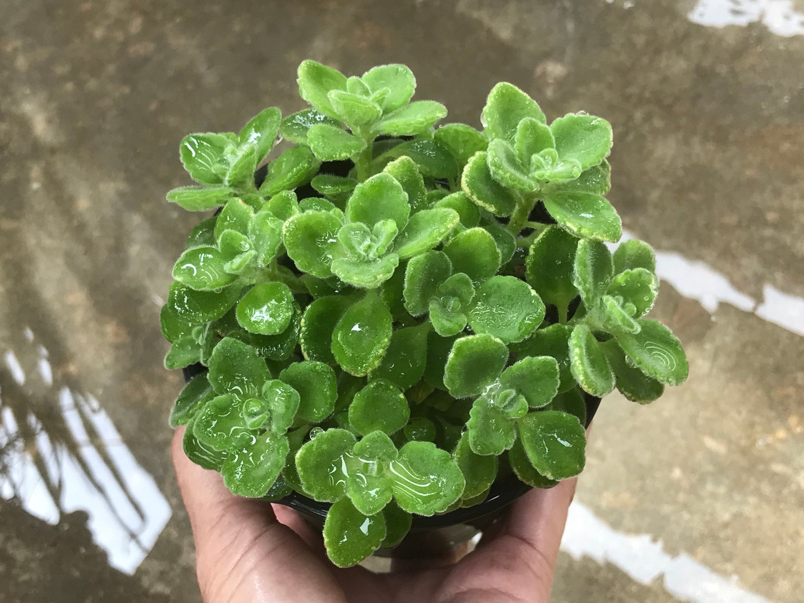 Plectranthus Rooted Succulent Plant smells like Vicks vapor Etsy