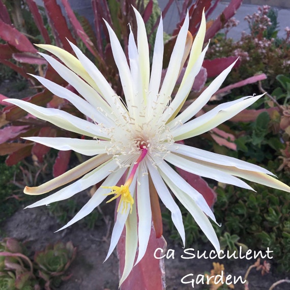 12 CUTTINGS ~Hookeri Strictum~ Epiphyllum Orchid Cactus Succulents White Flower