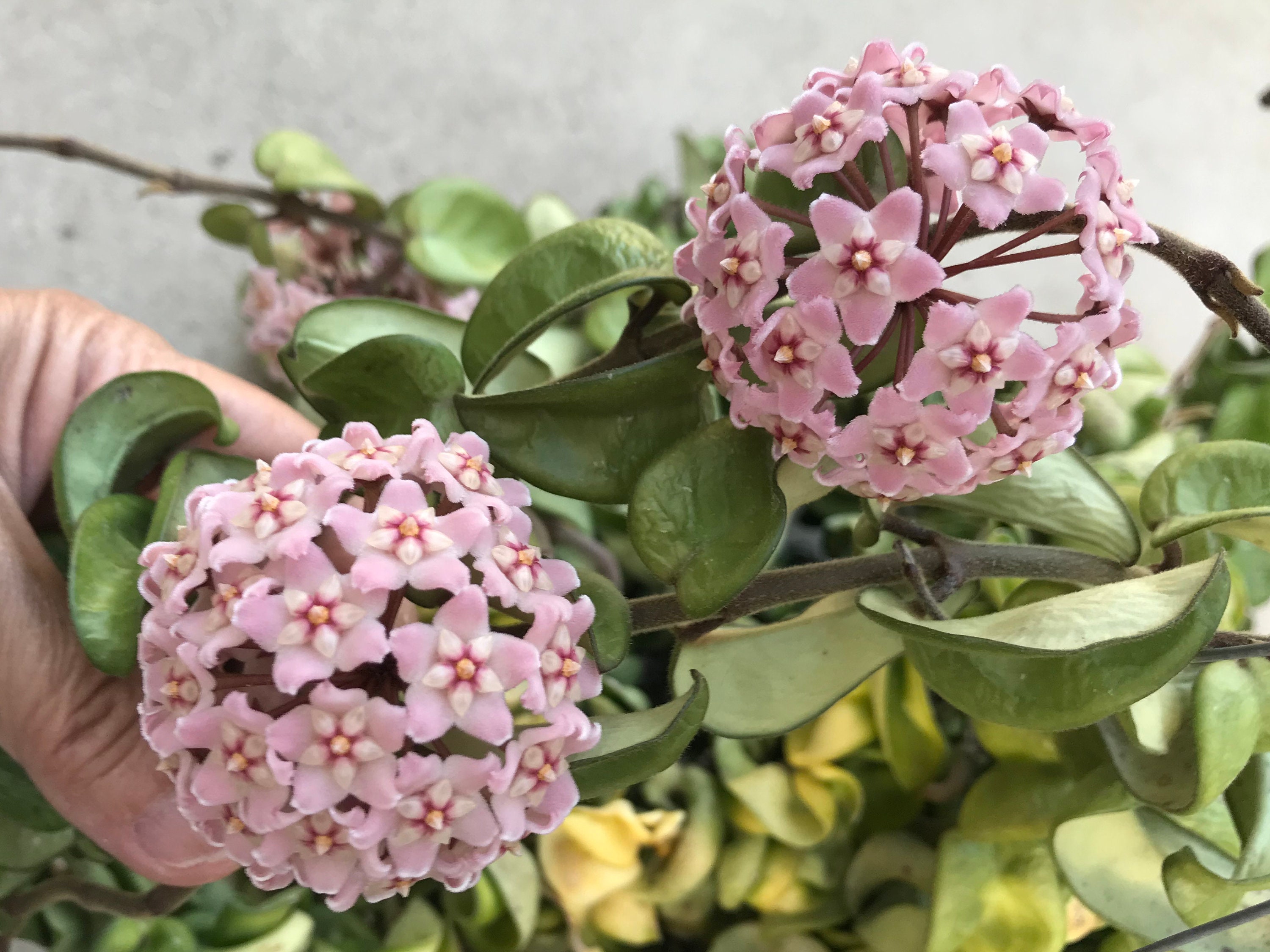 Hoya Carnosa Hindu Rope Hoya Rooted Plant Etsy