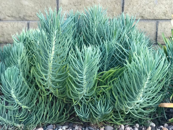 Senecio Vitalis serpents Blue Chalk Sticks Senecio Cylindricus Narrow-leaf  Chalksticks Blue Chalk Fingers 6 Succulent Cuttings - Etsy Canada