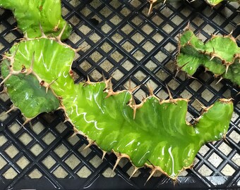 Euphorbia Pseudocactus Unrooted Plant Cutting