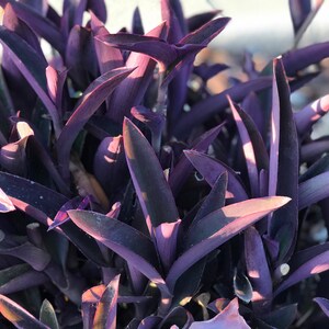 Tradescantia pallida, Purple Secretia, Purple Heart, Purple Queen Unrooted Plant Cuttings image 5