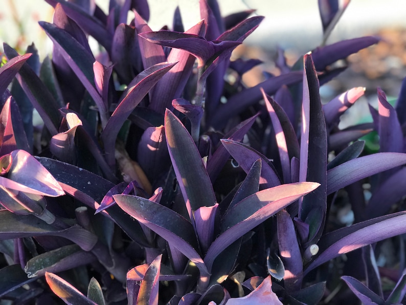 Tradescantia pallida, Purple Secretia, Purple Heart, Purple Queen Unrooted Plant Cuttings image 5