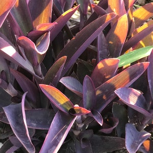 Tradescantia pallida, Purple Secretia, Purple Heart, Purple Queen Unrooted Plant Cuttings image 4