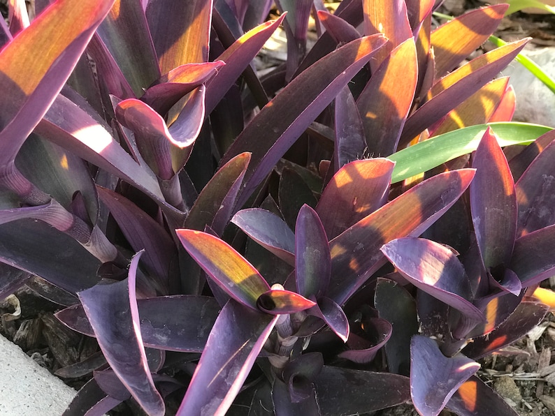 Tradescantia pallida, Purple Secretia, Purple Heart, Purple Queen Unrooted Plant Cuttings image 4