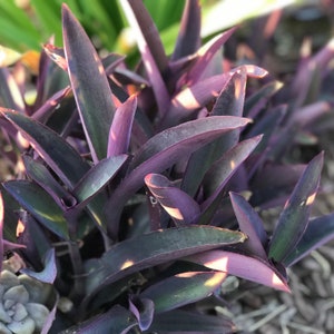 Tradescantia pallida, Purple Secretia, Purple Heart, Purple Queen Unrooted Plant Cuttings image 2
