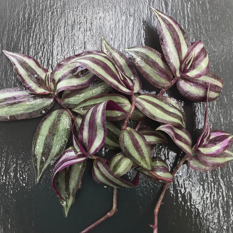 Tradescantia zebrina Silver Inch Plant Wandering Jew Plant