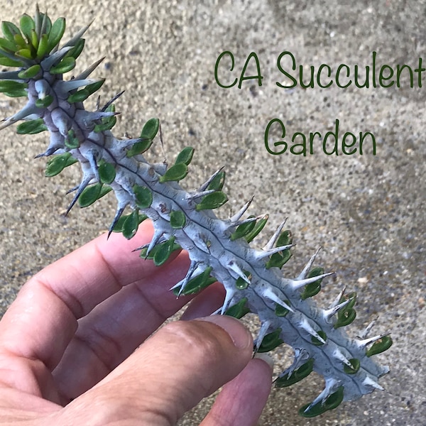 Alluaudia Procera False Ocotillo Succulent Cactus Plant Cuttings