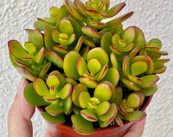 Crassula ovate 'Crosby's Compact' Jade Plant Rooted Succulent 4" Pot