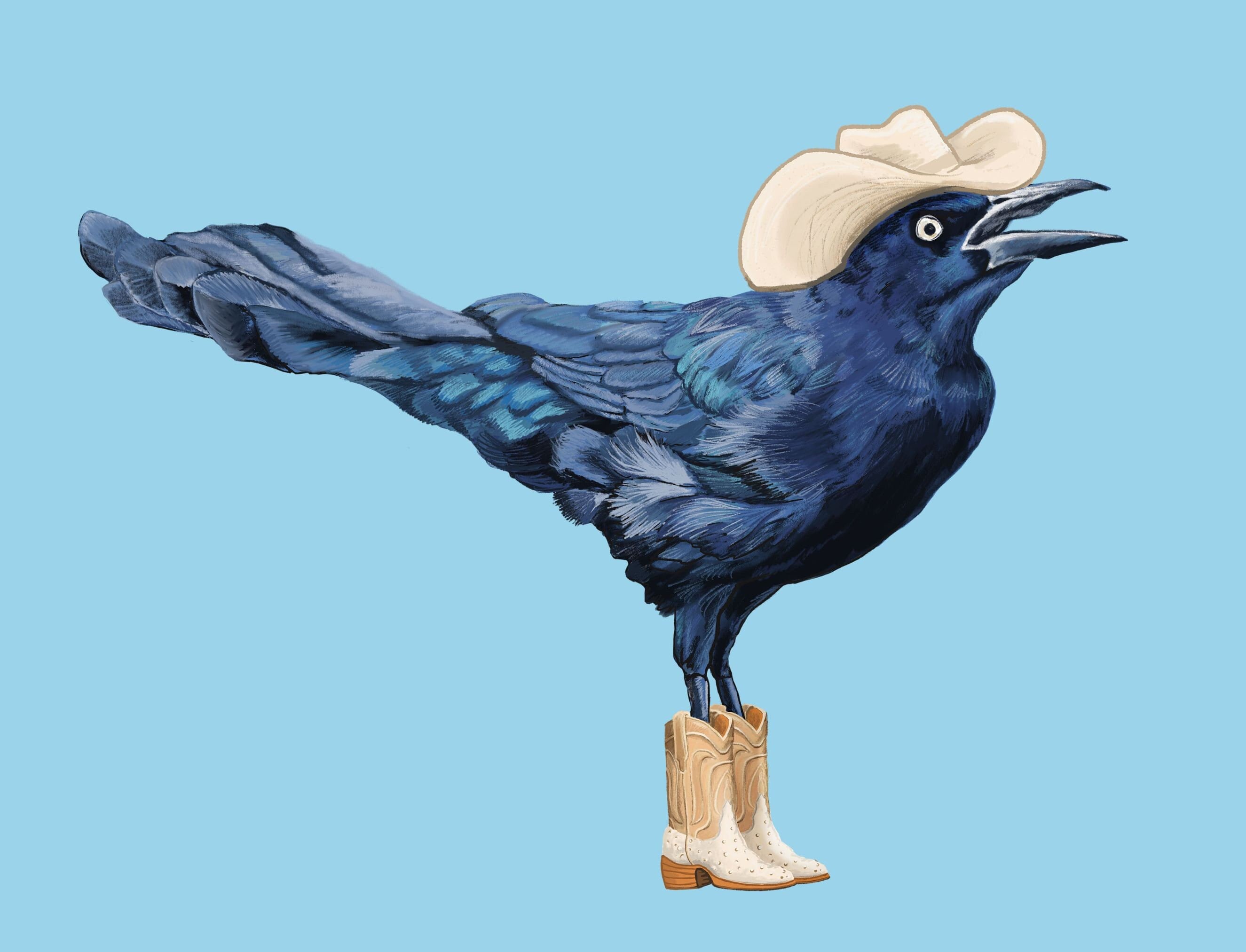 Grackle Cowboy Art Print: Austin Texas Bird in Boots
