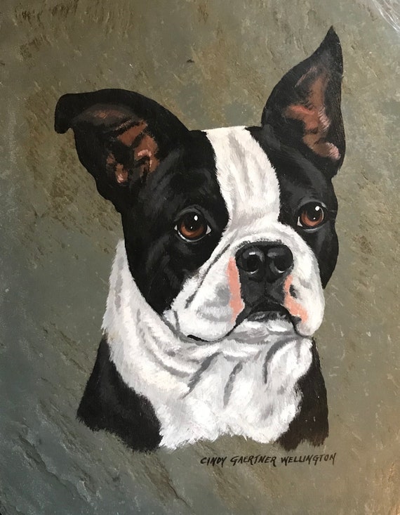 Boston Terrier