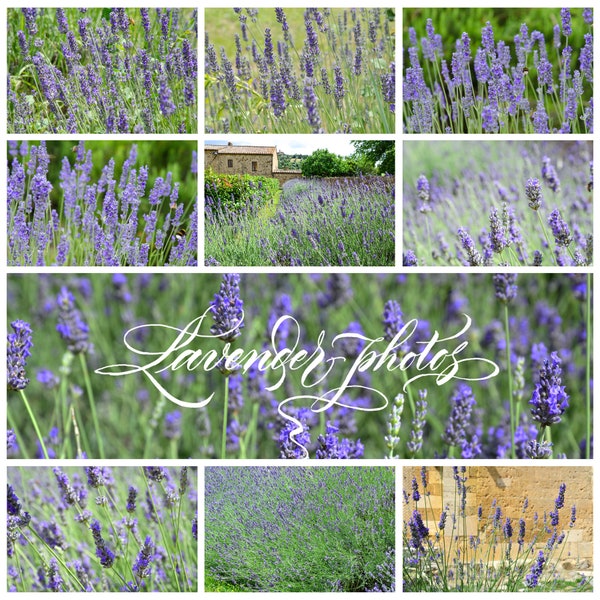 10 Lavender Photos. Wall Decor, Posters, Postcards. Download JPG file.