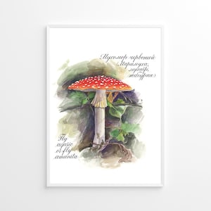 Fly Amanita or Fly Agaric Mushroom. Watercolor & Pencil illustration with Copperplate calligraphy. Digital file only. Download JPG file.