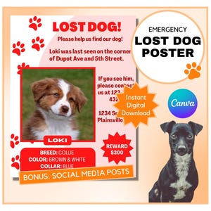 Lost Dog Poster: Flyer and Social Media Posts to Help Find A Missing Dog - Canva Template (Digital Download)
