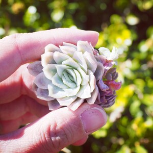 May include: A close-up of a small, white succulent plant with green and purple leaves. The plant is being held in a hand.