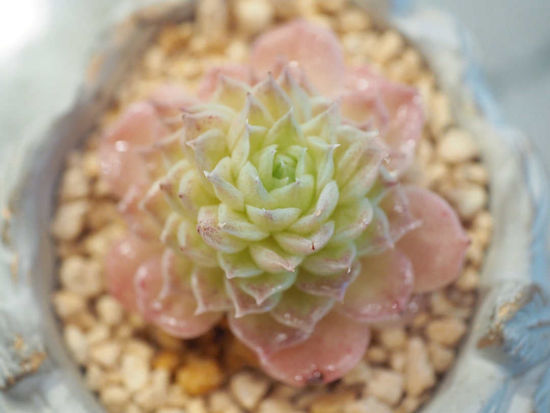 Rare Plants, Echeveria Queen Butterfly - Etsy
