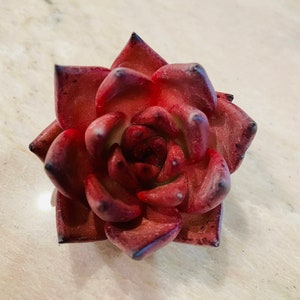 Real plants, Echeveria agavoides Romeo
