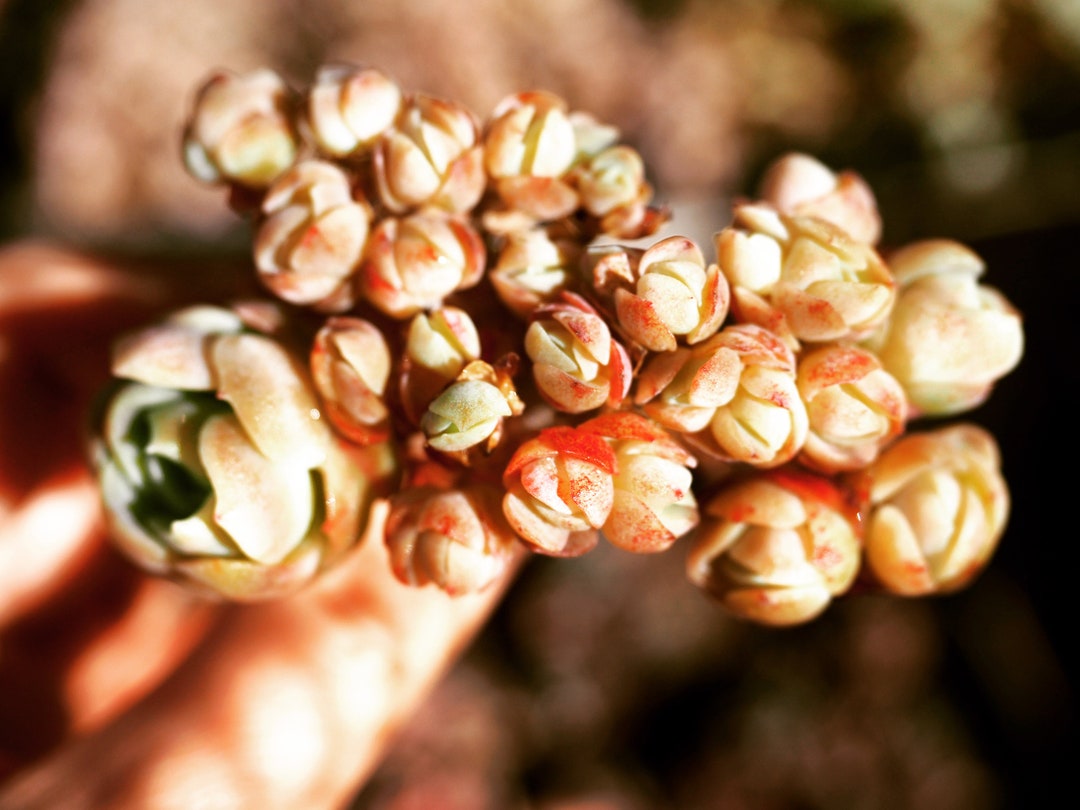 Rare Plants, Echeveria Seashell Clusters - Etsy
