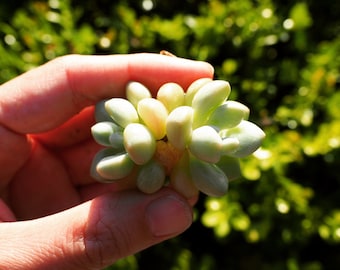 Rare plants, Graptosedum bubble candy