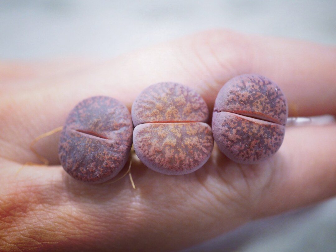 Lithops Lesliei 'Fred's Redhead' Seeds - 50 Living Stone Cactus Seeds For Succulent Garden
