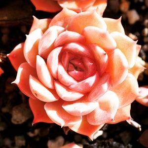 Real plants, Echeveria onslow