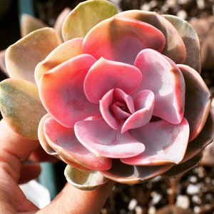 Real plants, Echeveria rainbow
