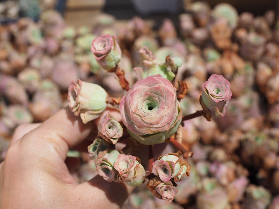 Real Plants, Greenovia Little Love Letter, Pink Mountain Rose, Rare