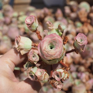 Real plants, Greenovia little love letter, Pink Mountain Rose, Rare succulent